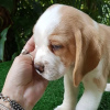 Photo №3. Beaux chiots beagle. Allemagne