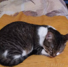 Photo №2 de l'annonce № 93609 de la vente chat de gouttière - acheter à Biélorussie annonce privée