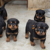 Photo №1. rottweiler - à vendre en ville de Антверпен | 450€ | Annonce №120689