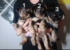 Photo №3. Chiots Yorkshire Terrier.. Pologne