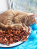 Photos supplémentaires: Chat rouge, chaton Orange, à la recherche d'une famille !