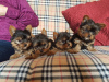 Photo №2 de l'annonce № 44308 de la vente yorkshire terrier - acheter à USA éleveur