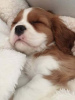 Photo №3. J'ai un Cavalier King Charles Spaniel. Allemagne