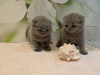 Photo №2 de l'annonce № 118353 de la vente scottish fold - acheter à Allemagne annonce privée, éleveur