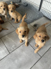 Photo №1. golden retriever - à vendre en ville de Reward | 521€ | Annonce №120957