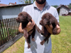 Photos supplémentaires: Labrador Retriever, litière brun chocolat