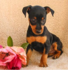 Photo №1. pinscher nain - à vendre en ville de Berlin | négocié | Annonce №39547