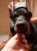 Photo №3. Chiots Dobermann. Serbie