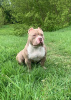 Photo №1. american bully - à vendre en ville de Riga | 1200€ | Annonce №123753