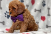 Photo №3. Beaux chiots Cavapoo Pour adoption gratuite. Allemagne