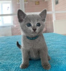 Photo №3. Chatons bleus russes à vendre Business WhatsApp 37256062792. La finlande