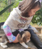 Photo №3. Les chiots Beagle recherchent. Allemagne