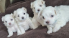 Photo №1. bichon maltais - à vendre en ville de Frýdek-Místek | négocié | Annonce №96501