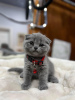 Photo №2 de l'annonce № 122990 de la vente scottish fold - acheter à USA annonce privée