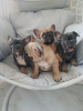 Photo №1. bouledogue - à vendre en ville de Munich | 450€ | Annonce №118115