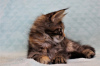 Photo №3. Maine Coon (chaton). Fédération de Russie