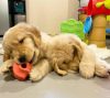 Photo №1. golden retriever - à vendre en ville de Tel Aviv | Gratuit | Annonce №109727