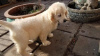 Photo №1. golden retriever - à vendre en ville de Jeddah | négocié | Annonce №20949