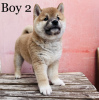 Photo №4. Je vais vendre shiba en ville de Budapest. annonce privée - prix - négocié