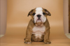 Photo №2 de l'annonce № 31242 de la vente bulldog anglais - acheter à Ukraine annonce privée