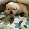 Photo №3. UN CHIOT LABRADOR GOLDEN RETRIEVER. Espagne