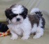 Photo №1. shih tzu - à vendre en ville de Vienna | négocié | Annonce №31984