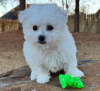 Photo №1. bichon à poil frisé - à vendre en ville de Афины | 250€ | Annonce №98638