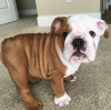 Photo №1. bulldog anglais - à vendre en ville de Дортмунд | 400€ | Annonce №99658