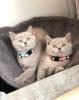 Photo №1. british shorthair - à vendre en ville de Hong Kong | Gratuit | Annonce № 105777