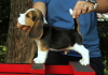 Photo №3. Magnifiques chiots Beagle. (Homme et Femme). Allemagne