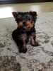 Photo №2 de l'annonce № 35878 de la vente yorkshire terrier - acheter à Allemagne annonce privée