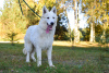 Photo №3. Berger Blanc Suisse. Pologne