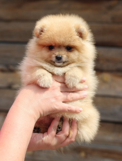 Photo №2 de l'annonce № 2463 de la vente spitz nain - acheter à Fédération de Russie de la fourrière