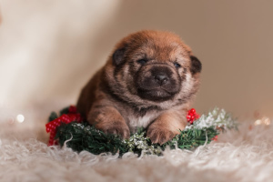 Photo №3. Shiba Inu. Fédération de Russie