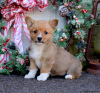 Photo №3. Adorables chiots Pembrokeshire Corgi enregistrés au KC. Grèce