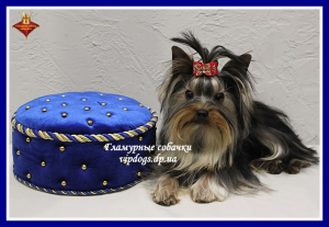 Photo №2 de l'annonce № 6233 de la vente yorkshire terrier - acheter à Ukraine de la fourrière