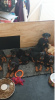 Photo №1. jack russell terrier, dobermann - à vendre en ville de Kaunas | 450€ | Annonce №12226