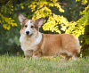 Photo №1. welsh corgi - à vendre en ville de Dnipro | 850€ | Annonce №12238