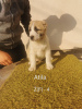 Photos supplémentaires: Chiots de chien de berger d'Asie centrale