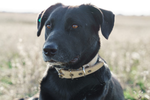Photo №2 de l'annonce № 6500 de la vente chien bâtard - acheter à Fédération de Russie de l'abri