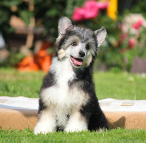 Photo №2 de l'annonce № 3368 de la vente chien chinois à crête - acheter à Fédération de Russie de la fourrière