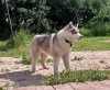 Photo №1. husky de sibérie - à vendre en ville de Voronezh | 571€ | Annonce №11609