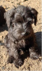 Photo №4. Je vais vendre schnauzer moyen, schnauzer miniature en ville de Loznica.  - prix - 300€