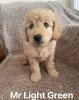 Photo №2 de l'annonce № 68763 de la vente chien bâtard - acheter à USA annonce privée
