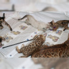 Photo №3. Chatons Bengal Cats intelligents à vendre avec carnet de santé. Allemagne