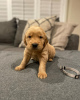 Photo №1. golden retriever - à vendre en ville de Gelsenkirchen | 650€ | Annonce №110043