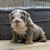 Photo №2 de l'annonce № 96946 de la vente bulldog anglais - acheter à Israël annonce privée