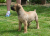 Photos supplémentaires: Chiots Boerboel Mastiff sud-africains