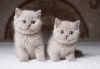 Photo №1. british shorthair - à vendre en ville de Zürich | Gratuit | Annonce № 127189