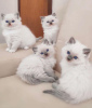 Photos supplémentaires: Chaton Ragdoll disponible à la vente